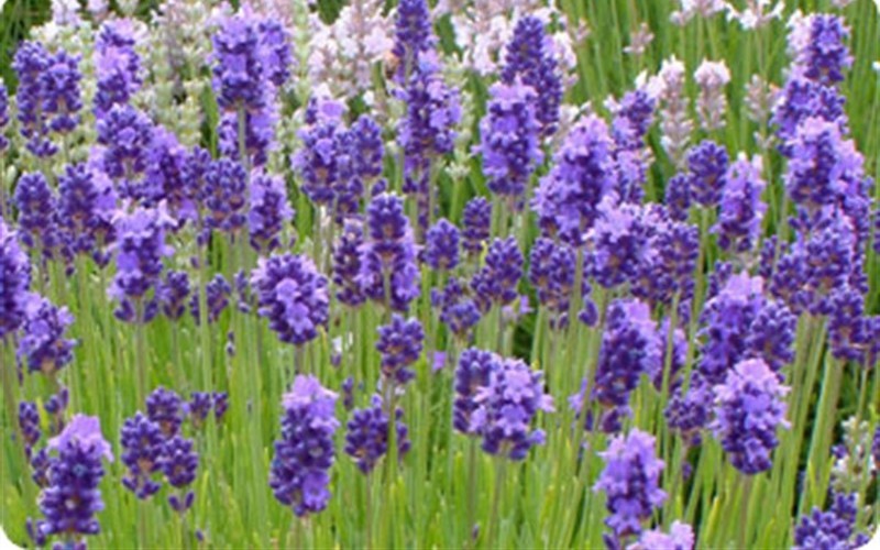  Gambar Bunga Lavender Yang Sangat Indah Kumpulan Gambar 