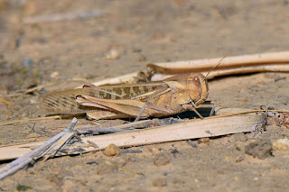 langosta-migratoria-locusta-migratoria-