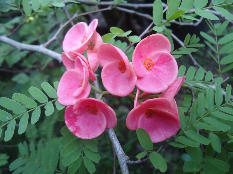  Bunga  Euphorbia  Pink Tebar Pesona Rumah Daun Muda