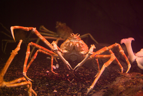 Animal Unique Japanese Spider Crab Animal Unique Japanese Spider Crab