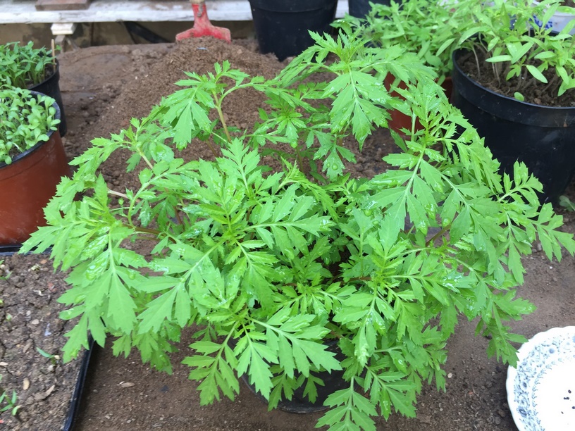 Transplant each marigold seedling soon into its own pot once they start producing a second set of leaves.