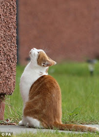 gato aranha charlie