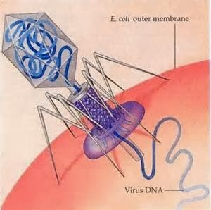 Virus T yang akan menginfeksi bakteri