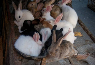 IT’S THE SATURDAY before Easter weekend at Petland in Fairfax