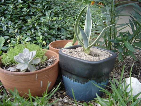 Gardening in Austin: Succulents, Cacti, and other drought ...
