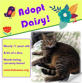 Adopt Daisy! She's a diva in need of a loving home. Westhampton, NY. www.bideawee.org