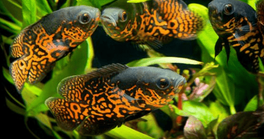 7 Ikan  Hias  Besar Untuk Aquarium Besar Kamu Hewan  Air Info