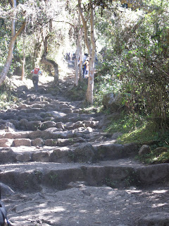 ascent through cloud forest