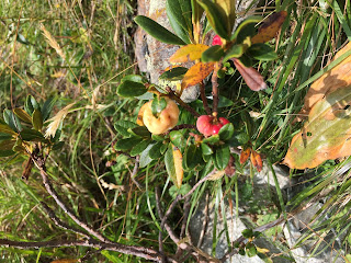 Exobasidium rhododendri on Rhododendron ferrugineum.