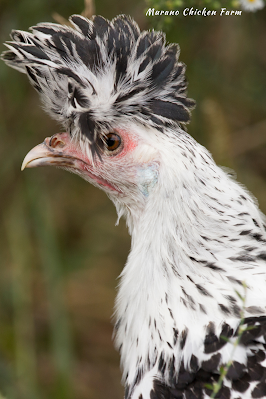 Apenzeller Spitzhauben that lays white eggs