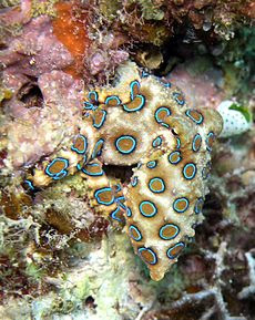 Foto Gurita Cincin Biru (Blue-Ringed Octopus)