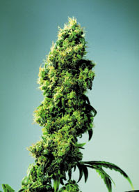 Sementes de Maconha Mr. Nice - Critical