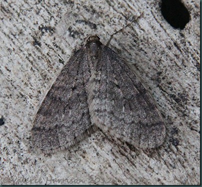 epirrita-27112012