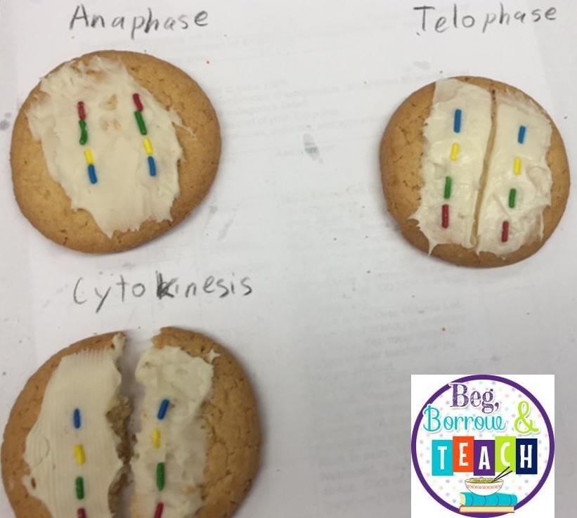 Beg, Borrow, and Teach!: Using Sweets to Teach Mitosis and ...