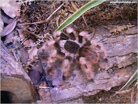 Texas Discovery Gardens:Brazilian Black and White Tarantula 