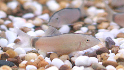 gambar skunk loach (yasuhikotakia morleti)