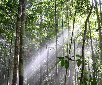 Gambar Fauna Dan Flora