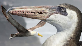 Pelagornis sandersi