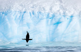 Chinstrap Penguin