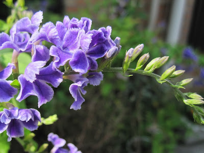 上 秋の花 紫色 127383-秋の花 紫色