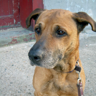 greenpoint williamsburg dog adopt adoption housebroken sweet children loves