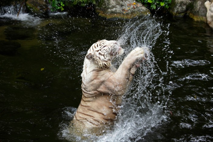 Gambar Harimau Putih Menerkam Terbaru