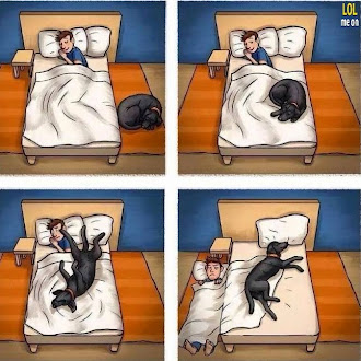 All Dogs Owners Experiment This