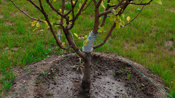 Planted apple tree sapling in Marietta Ga