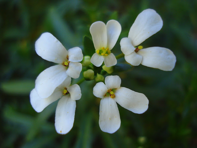 Spring Flowers