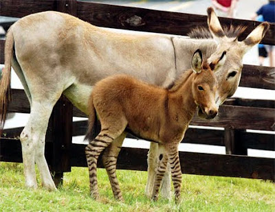 Zedonk, Zebra/Donkey Hybrid Born at Chestatee Wildlife Preserve