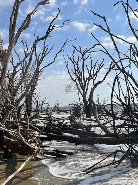 The photo looks out through a dense thicket of fallen trees. The tide is right at the edge of this fallen forest. All of the trees have been in the water long enough that they are smooth like driftwood. The tide is heading out but is currently right where these fallen trees meet. The fallen trees and their branches are tangled creating a web of wet wood.