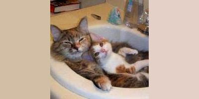 Cats take the bath.