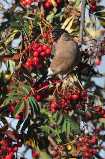 Female bullfinch in rowan tree