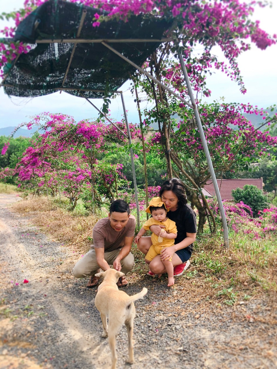 Vợ chồng biến 5500 m2 đất cằn thành khu đồi hoa giấy đẹp như mơ ở Lâm Đồng - Ảnh 2.