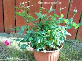 Tiny, Perfect, Miniature Roses Growing