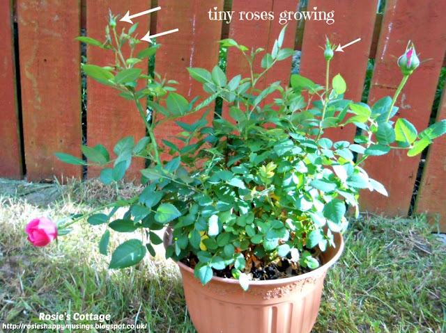 Tiny, Perfect, Miniature Roses Growing