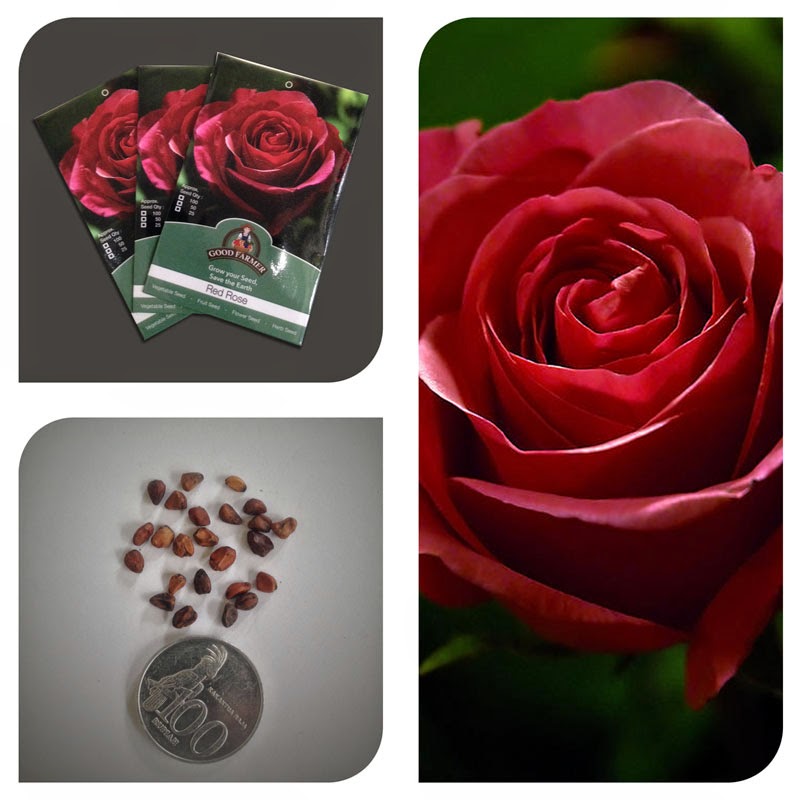 Mawar Merah Import (Red Rose) Benih Bunga Mawar Merah Import (Red Rose)