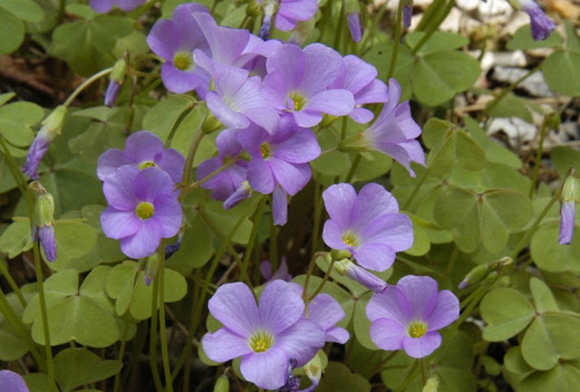 Кислица фиолетовая (Oxalis violacea)