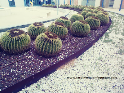 Asiento de Suegra (Echinocactus grussonii)