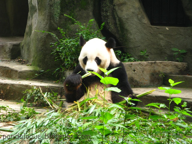 Pandalogue Pusat Penangkaran Panda Panda Base di Chengdu