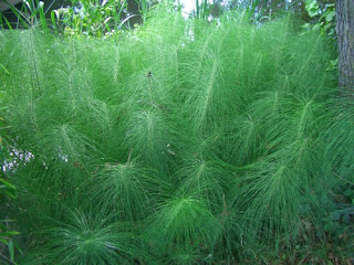 horsetails