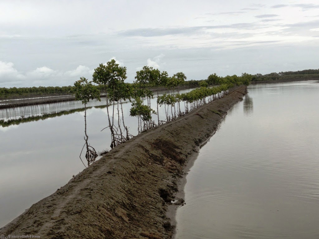 Jalan diantara tambak-tambak