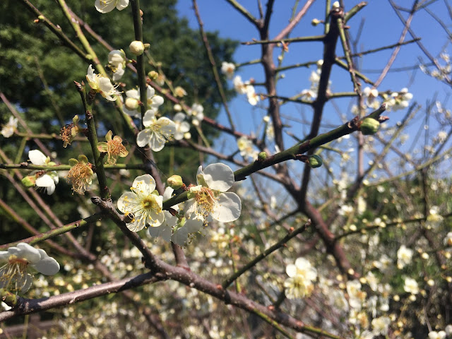 Meishan Park plum blooming in Chiayi, Taiwan