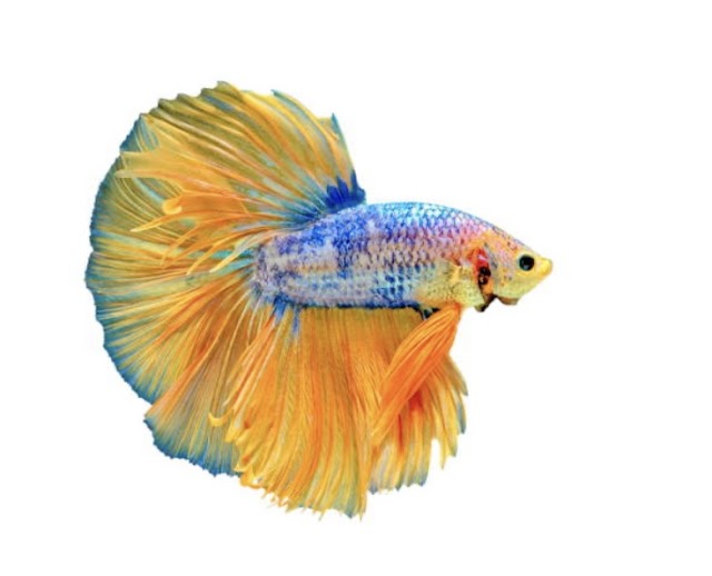 Double Tail Betta Fish