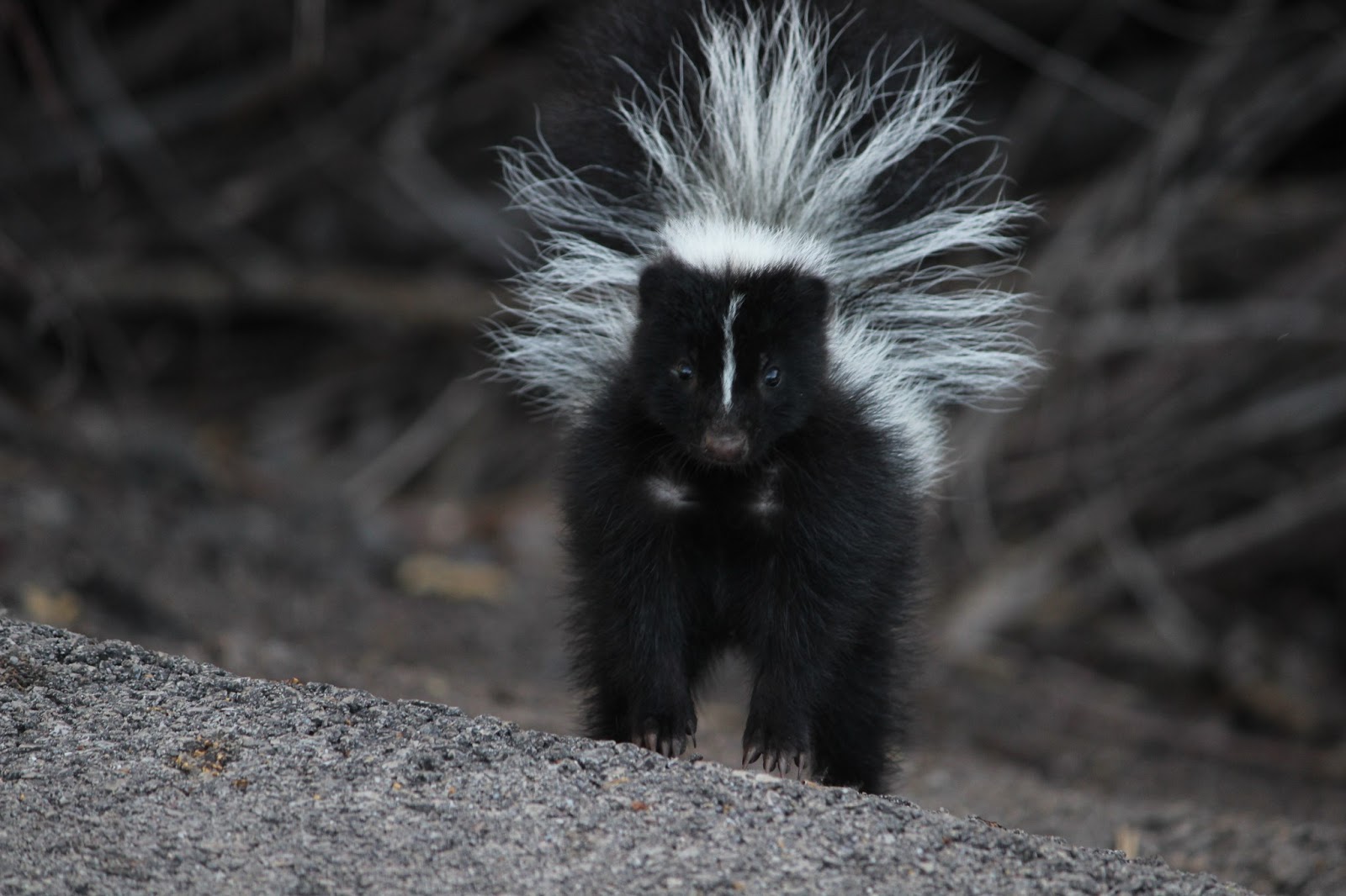 Into the wild: The beautiful, majestic.... skunk?