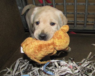 A yellow Lab puppy with an orange toy in his mouth