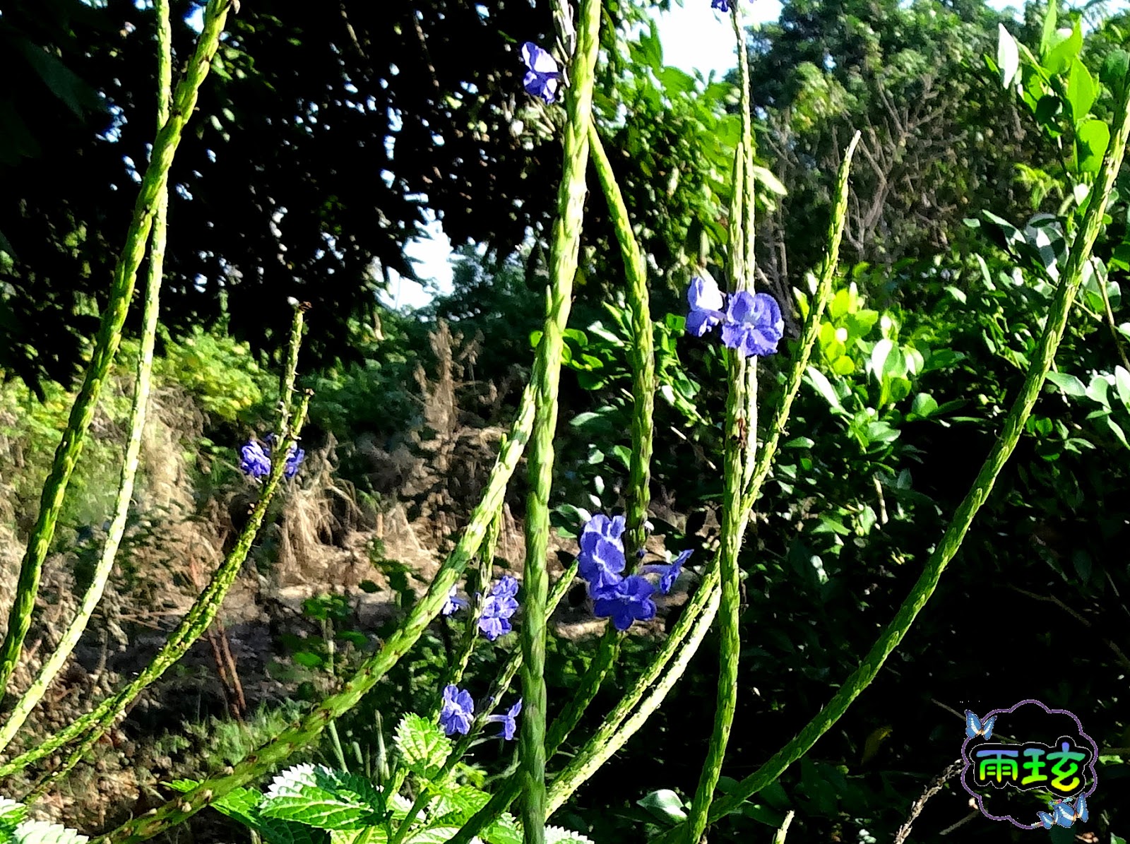 紫花 長穗木 雨玹 痞客邦