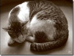 cat7