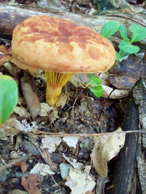 A toadstool