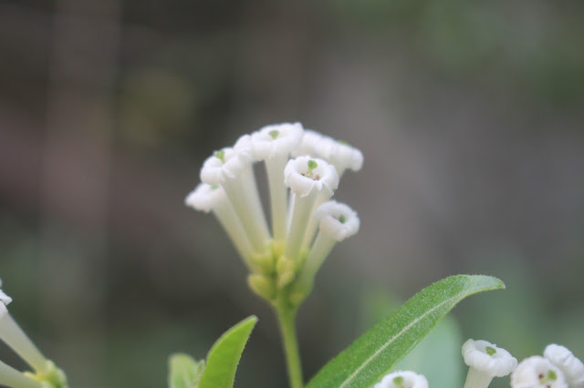 Cestrum forsythii